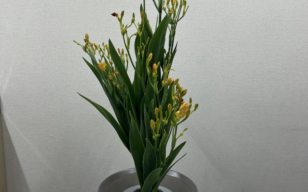 2024/7/29の花