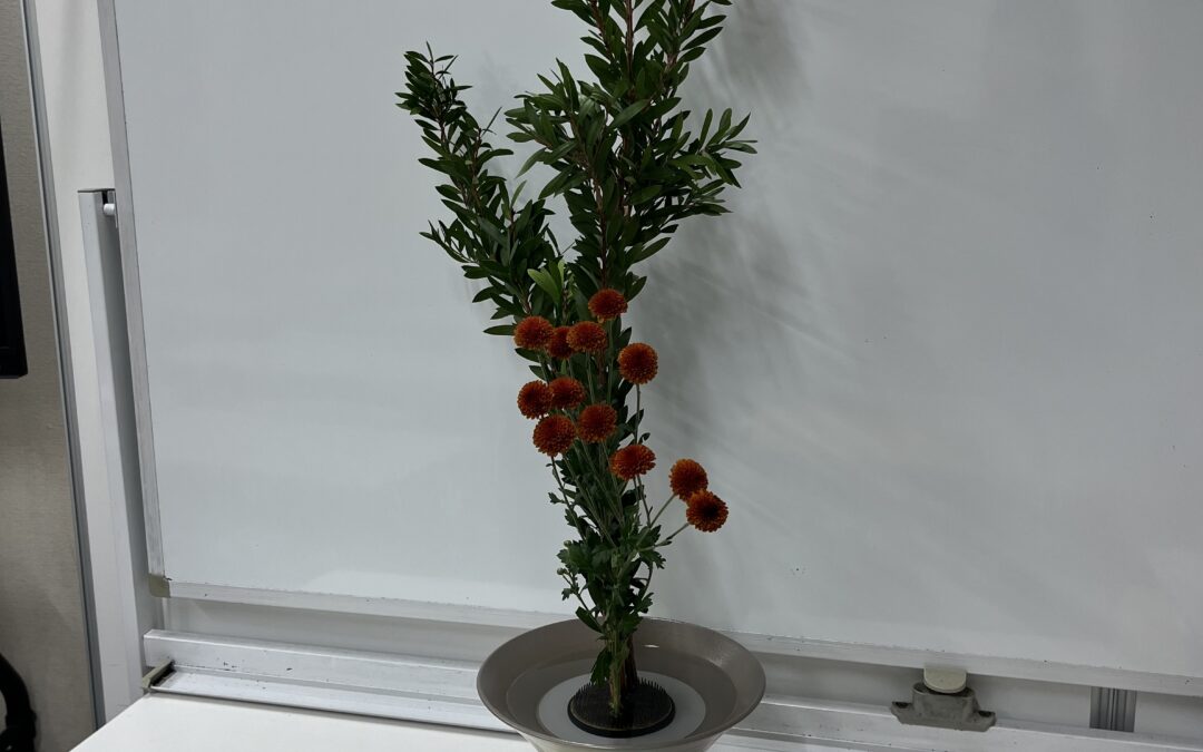 2024/11/12の花